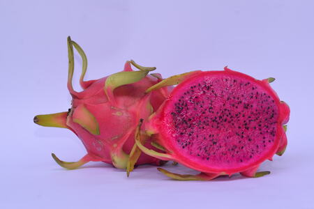 Red dragon fruit harvesting